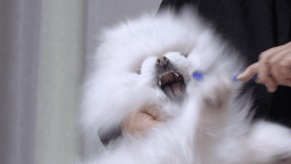 Photo by Dogs Are Incredible