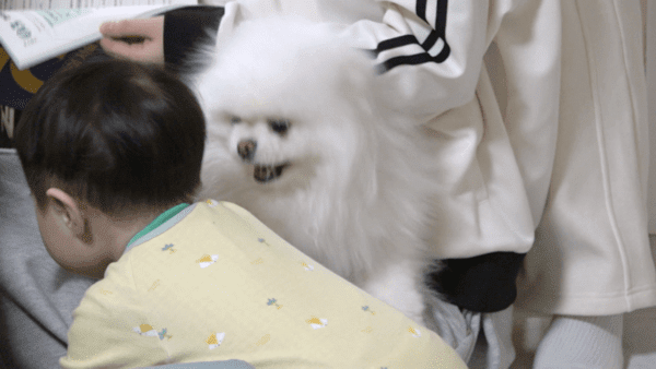 Photo by Dogs Are Incredible