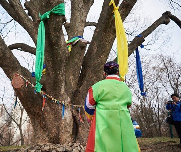 The zelkova tree at Guksu Peak where the ritual is held. Photo by Gijisi Tug-of-War official website.