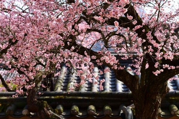 장성 백양사 매화. 사진=국가유산청