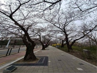 여의도 윤중로 벚꽃. 사진=기상청