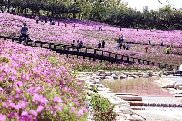 지난해 불암산 철쭉제 모습. 사진=노원구