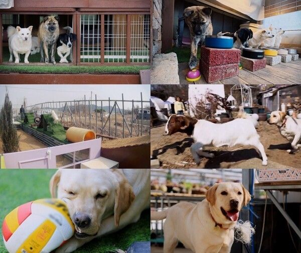 사진=세상에 나쁜 개는 없다