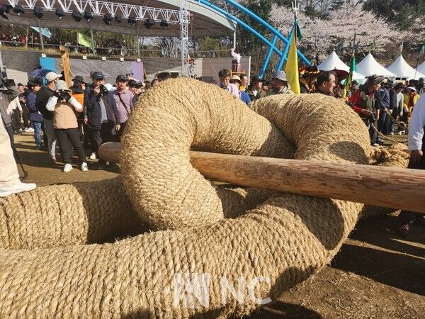 '기지시줄다리기' 본행사에 앞서 '수상줄'과 '수하줄'을 연결하는 과정을 거친다. 사진=뉴스컬처