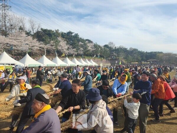12일 열린 '기지시줄다리기' 본행사에서 남녀노소 참가자들이 힘차게 줄을 당기고 있다. 사진=뉴스컬처&nbsp;
