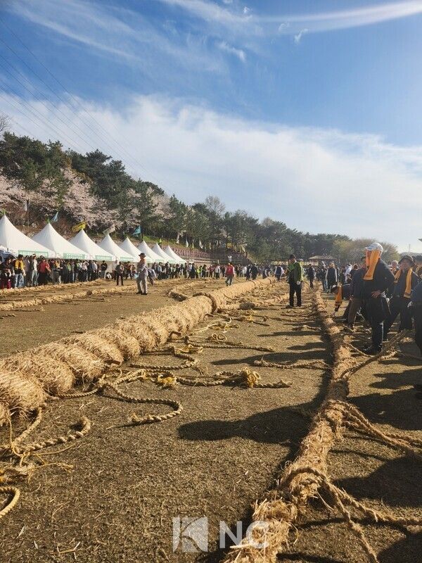 12일 기지시줄다리기 본행사 현장 모습. 본격적인 줄다리기에 앞서&nbsp;큰 줄에 매달린 2000여 개의 작은 줄(젖줄)을 펼쳐 놓는다.&nbsp;사진=뉴스컬처