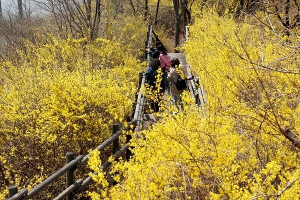 응봉산 사진=성동구청