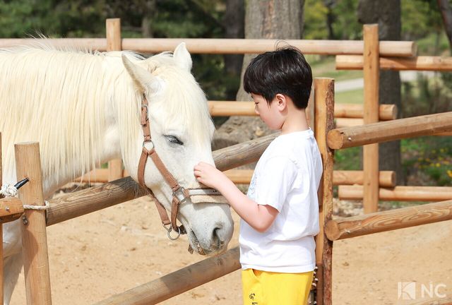 더헤븐리조트 내 위치한 말들의 천국. 사진=김규빈 기자