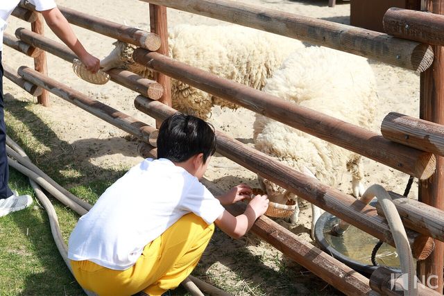 더헤븐리조트 내 위치한 양들의 천국. 사진=김규빈 기자