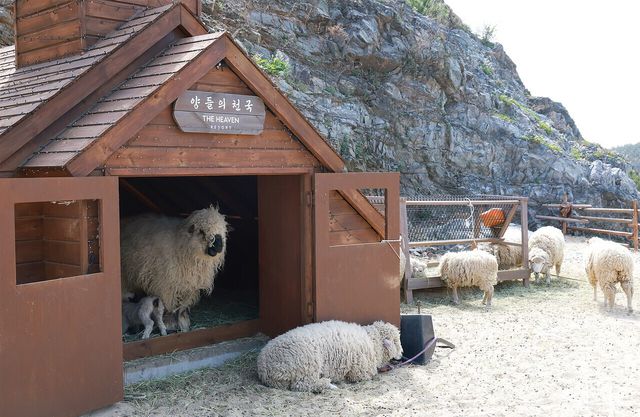 더헤븐리조트 내 위치한 양들의 천국. 사진=김규빈 기자