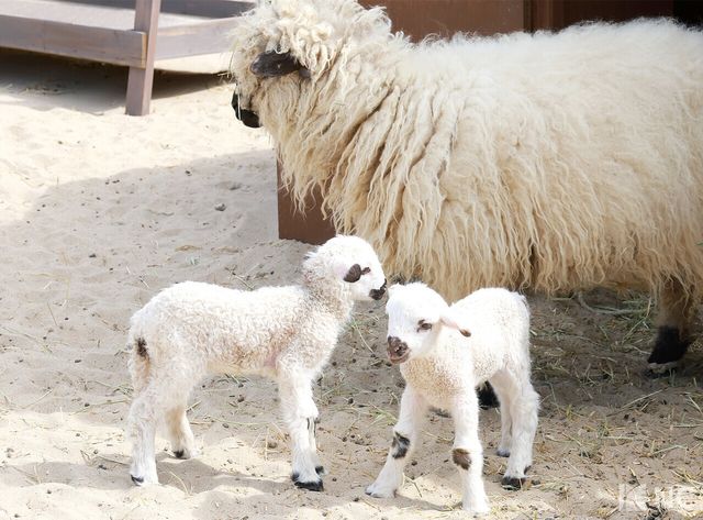 더헤븐리조트 내 위치한 양들의 천국. 사진=김규빈 기자