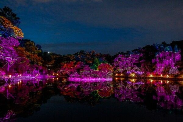 창경궁 물빛연화 - 춘당지 수면에 비친 봄밤의 환상2026 봄 궁중문화축전 기간 중 창경궁 춘당지 일대에 펼쳐진 미디어아트 ‘창경궁 물빛연화’가 관람객을 맞고 있다. 춘당지 둘레의 수목을 스크린 삼아 펼쳐진 빛의 향연은 잔잔한 수면 위에 그대로 반사되며 한 폭의 그림 같은 봄밤 풍경을 만들어냈다. 진입로의 수목등(燈), 산책로의 레이저 빛 터널, 진출로의 물결 연출 등으로 이어지는 약 37분간의 야간 산책 코스로 구성됐다. 사진=국가유산진흥원
