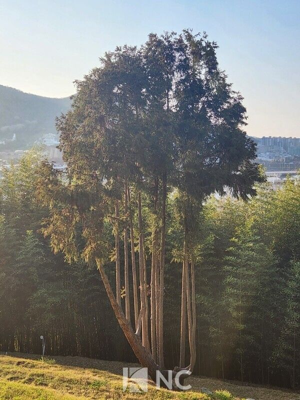한 그루의 삼나무가 비스듬히 누운 줄기 위로 열세 개의 가지를 펼치고 있다. 그 모습이 마치 '하프'를 닮았다. 사진=뉴스컬처
