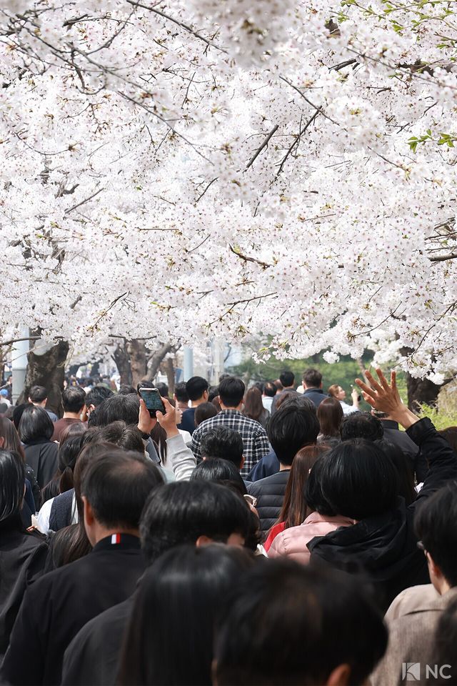 여의도 봄꽃축제가 한창인 3일 시민들이 서울 영등포구 여의도 윤중로에서 벚꽃길을 거닐며 봄을 즐기고 있다. 사진=김규빈 기자
