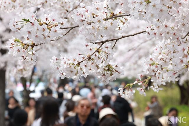여의도 봄꽃축제가 한창인 3일 시민들이 서울 영등포구 여의도 윤중로에서 벚꽃길을 거닐며 봄을 즐기고 있다. 사진=김규빈 기자