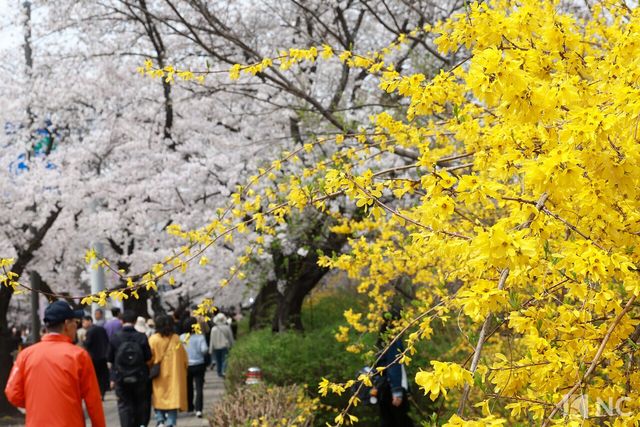 여의도 봄꽃축제가 한창인 3일 시민들이 서울 영등포구 여의도 윤중로에서 벚꽃길을 거닐며 봄을 즐기고 있다. 사진=김규빈 기자
