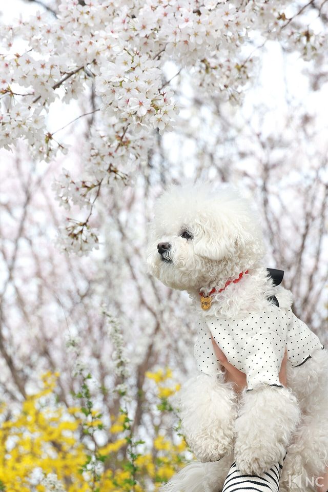 여의도 봄꽃축제가 한창인 3일 반려견 '꿀떡이'가 서울 영등포구 여의도 윤중로에 펼쳐진 벚꽃길에서 봄을 즐기고 있다. 사진=김규빈 기자