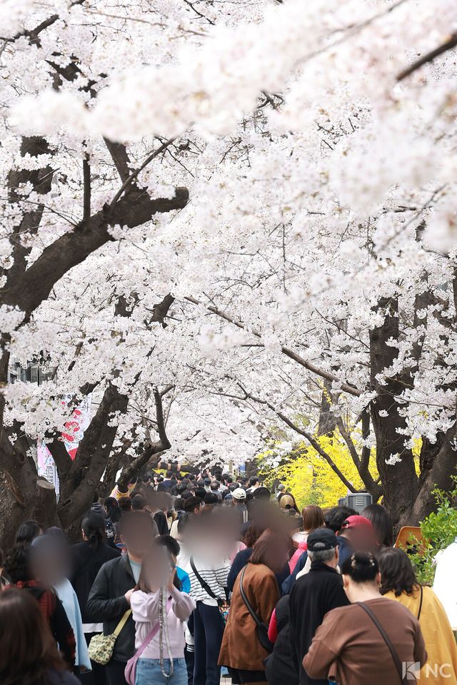 여의도 봄꽃축제가 한창인 3일 시민들이 서울 영등포구 여의도 윤중로에서 벚꽃길을 거닐며 봄을 즐기고 있다. 사진=김규빈 기자