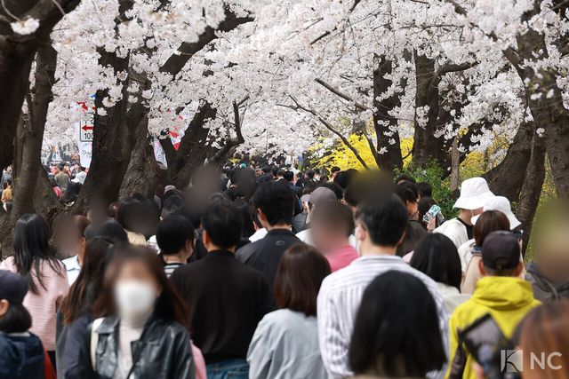 여의도 봄꽃축제가 한창인 3일 시민들이 서울 영등포구 여의도 윤중로에서 벚꽃길을 거닐며 봄을 즐기고 있다. 사진=김규빈 기자