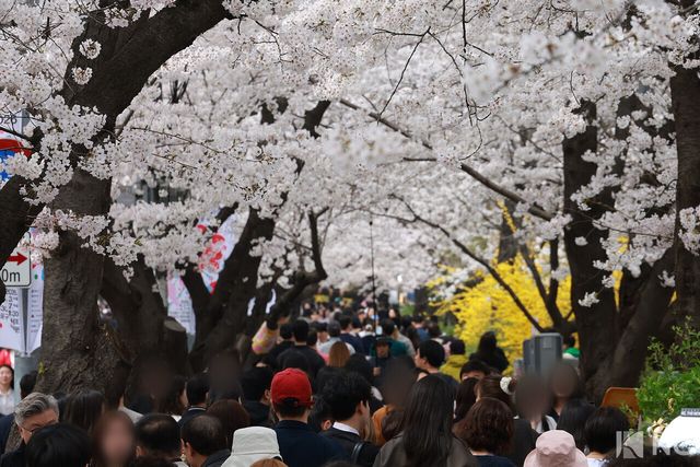 여의도 봄꽃축제가 한창인 3일 시민들이 서울 영등포구 여의도 윤중로에서 벚꽃길을 거닐며 봄을 즐기고 있다. 사진=김규빈 기자