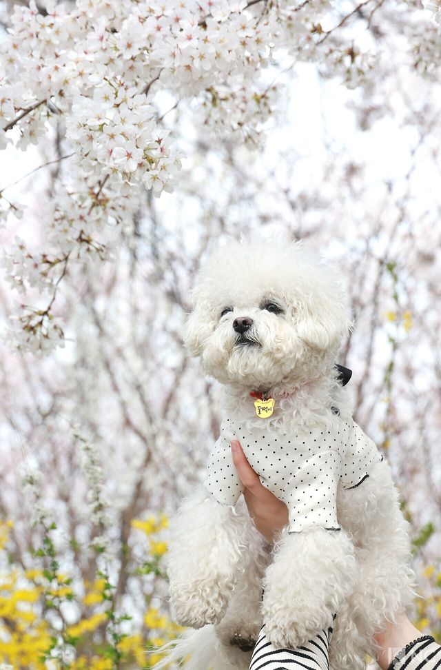 여의도 봄꽃축제가 한창인 3일 반려견 '꿀떡이'가 서울 영등포구 여의도 윤중로에 펼쳐진 벚꽃길에서 봄을 즐기고 있다. 사진=김규빈 기자