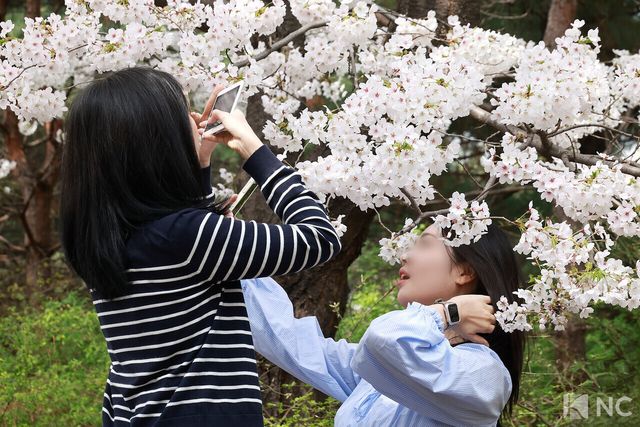 여의도 봄꽃축제가 한창인 3일 시민들이 서울 영등포구 여의도 윤중로에서 벚꽃길에서 기념 사진을 찍고 있다. 사진=김규빈 기자