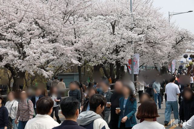 여의도 봄꽃축제가 한창인 3일 시민들이 서울 영등포구 여의도 윤중로에서 벚꽃길을 거닐며 봄을 즐기고 있다. 사진=김규빈 기자