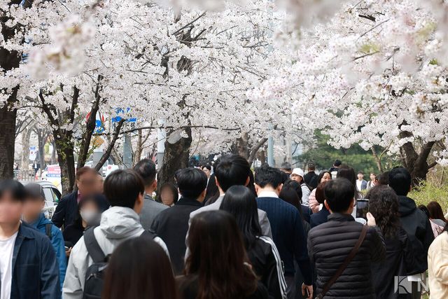 여의도 봄꽃축제가 한창인 3일 시민들이 서울 영등포구 여의도 윤중로에서 벚꽃길을 거닐며 봄을 즐기고 있다. 사진=김규빈 기자