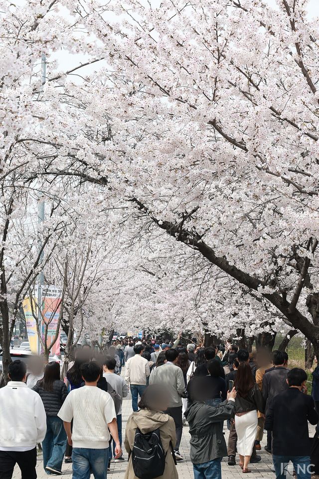 여의도 봄꽃축제가 한창인 3일 시민들이 서울 영등포구 여의도 윤중로에서 벚꽃길을 거닐며 봄을 즐기고 있다. 사진=김규빈 기자