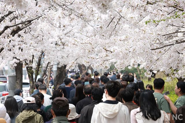 여의도 봄꽃축제가 한창인 3일 시민들이 서울 영등포구 여의도 윤중로에서 벚꽃길을 거닐며 봄을 즐기고 있다. 사진=김규빈 기자