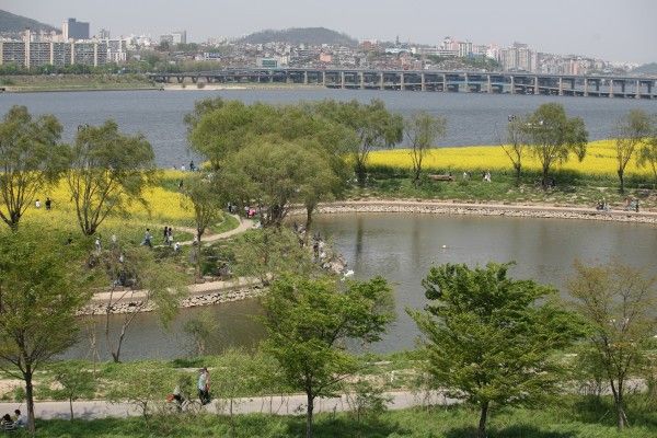 서래섬 유채꽃. 사진=서울시