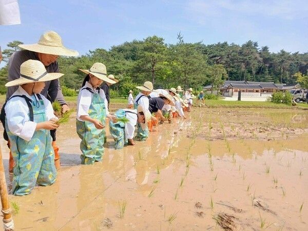 世宗大王陵 位土畓 田植え体験。写真=世宗大王遺跡管理所