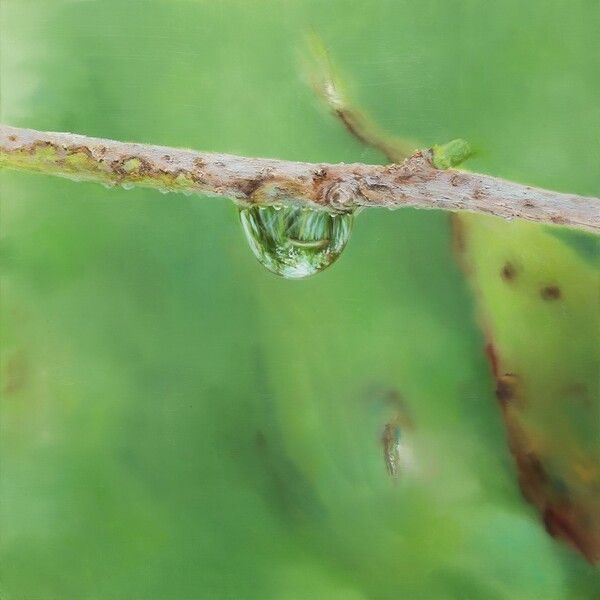 Natural Image, 53 x 53 cm, oil on canvas, 2024. Courtesy of Khalifa Gallery.