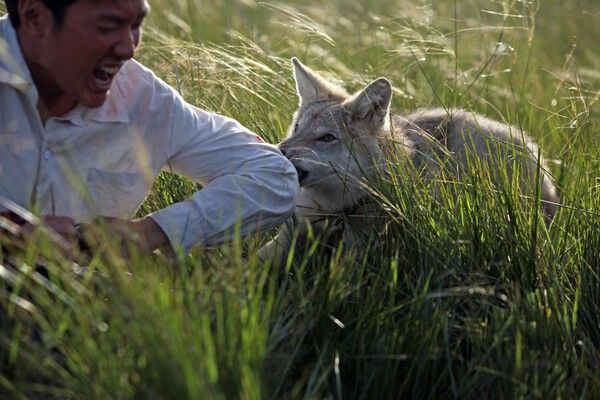 영화 '울프 토템' 스틸컷. 사진=㈜콘텐츠존