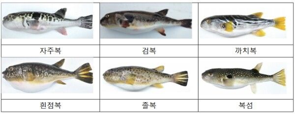 국내 주요 유통 복어. 사진=식품의약품안전처