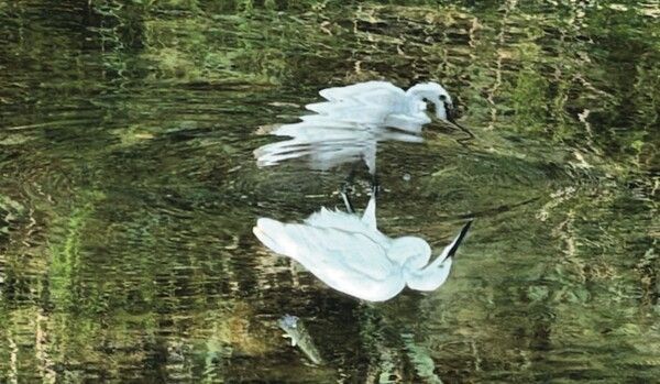 명준희, 〈Where the Bird Meets Its Reflection _ 새가 제 그림자와 만나는 곳〉, 2026, 파인아트지에 아카이벌 피그먼트 프린트, 1200 × 787 mm. © 명준희. 이미지 제공_ 작가