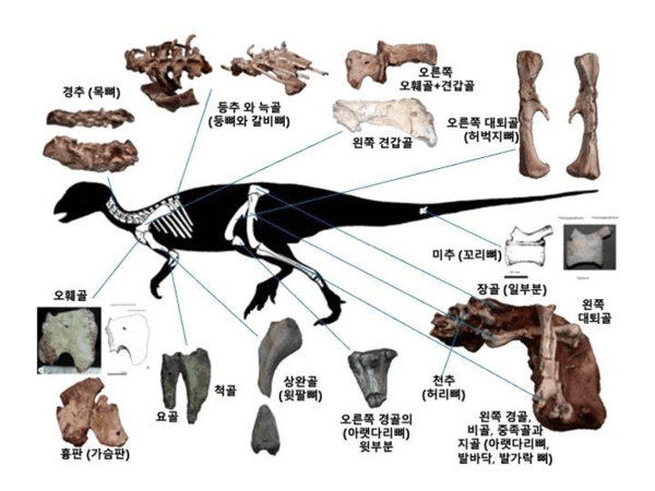 보성 조각류 공룡(코리아노사우루스 보성엔시스) 골격화석 골격도. 사진=국가유산청