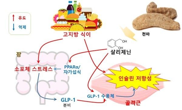 천마의 살리제닌 당뇨병 예방 및 치료 효과 모식도. 사진=산림청