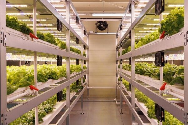 Mapo District in Seoul operates educational programs at the Mapo Smart Farm Experience Center, where visitors can observe and experience crop cultivation using smart farming technologies. Photo courtesy of Mapo District