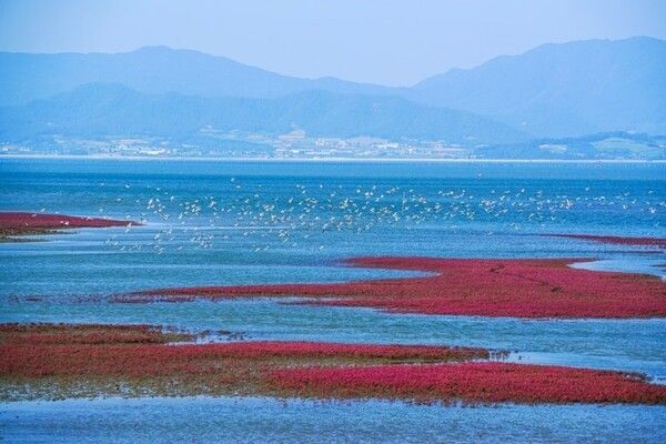 Muan’s Hamhaeman tidal flat. Photo courtesy of the Getbol World Heritage Promotion Team