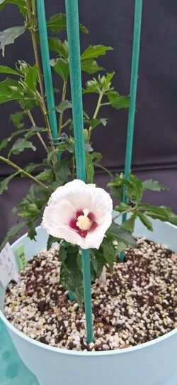 경복고 무궁화. 사진=서울식물원