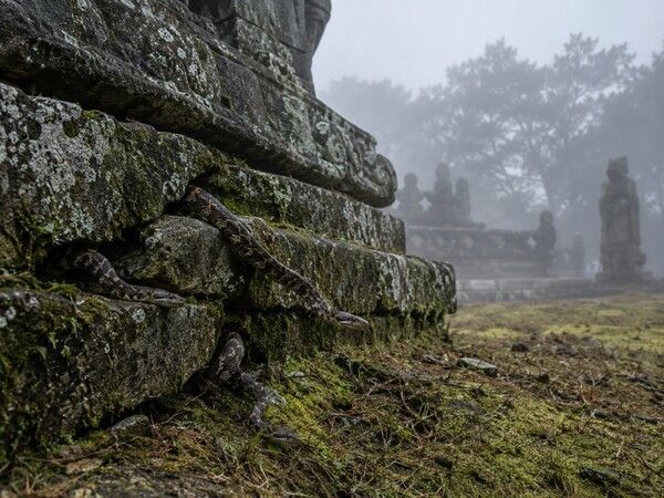 An AI-generated reconstruction showing a snake among the stone structures of a royal tomb. The mist and moss-covered stonework symbolize the ominous associations that surrounded debates over relocating Jangneung. Photo courtesy of AI-generated image