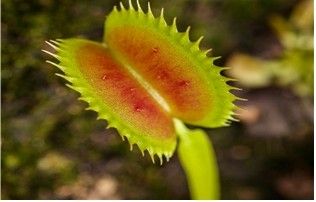 식충식물 파리지옥. 사진=서울식물원