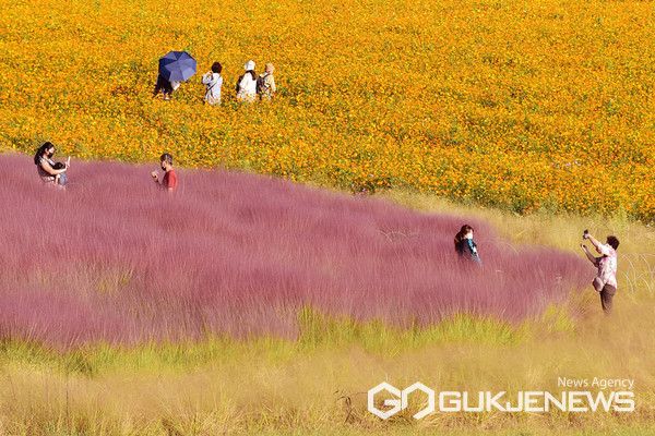 핑크뮬리와 황화코스모스 만개한 안성팜랜드. (사진=국제뉴스DB)