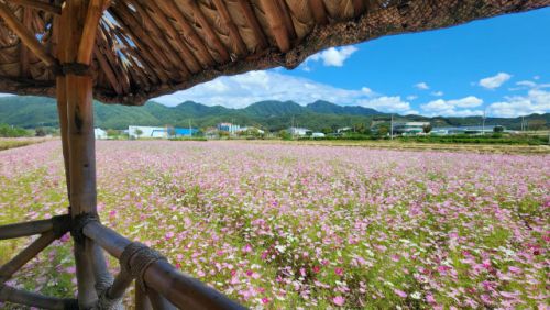 '제6회 서석면코스모스축제' / 홍천군 제공