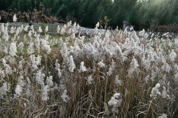 '2023 태화강 국가정원 가을축제'&nbsp; / 울산군 제공