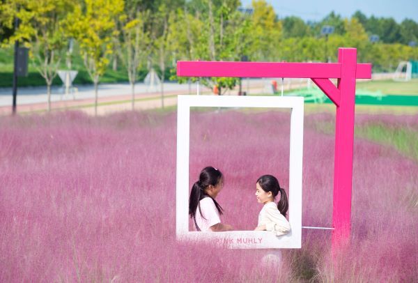 낙동강체육공원 핑크뮬리.(사진=구미시 자료사진)