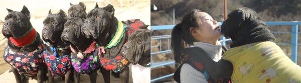 '동물극장 단짝' (사진=KBS 1TV)