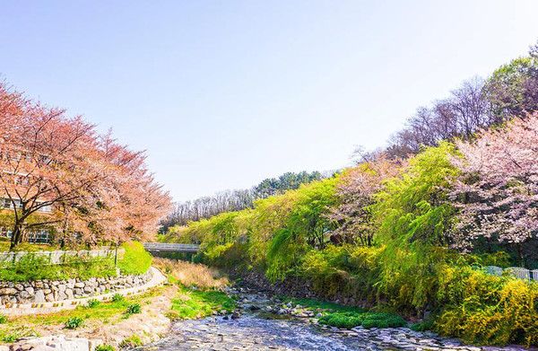 대구 벚꽃명소 욱수천 (출처=한국관광공사)