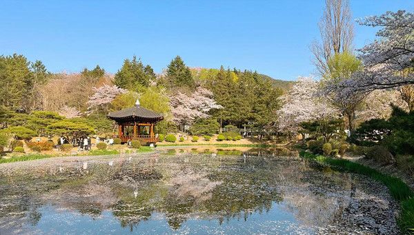 경주 벚꽃명소 보문정 (출처=한국관광공사)